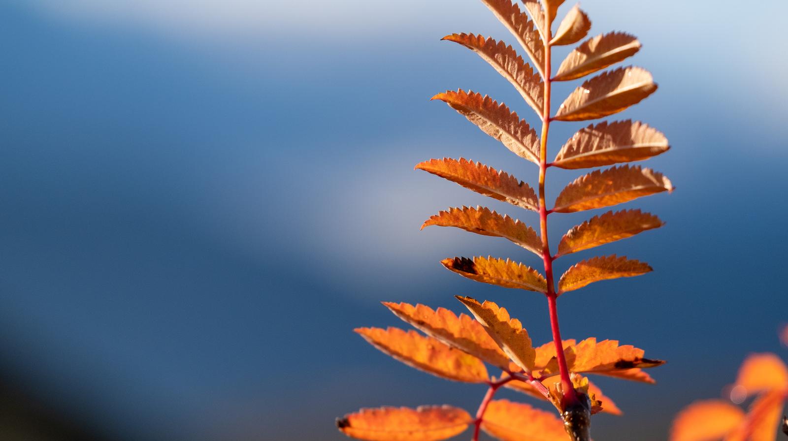 Skaperverkets kirkeårstid