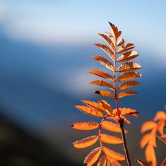 Skaperverkets kirkeårstid